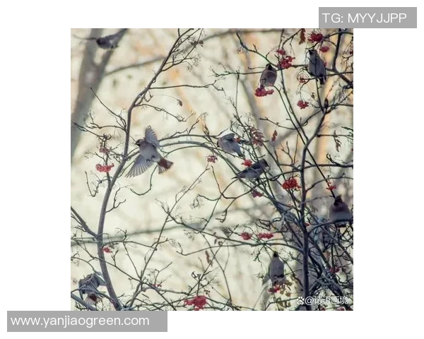 喜鹊主场完胜云达不莱梅，展翅高飞向胜利的天空